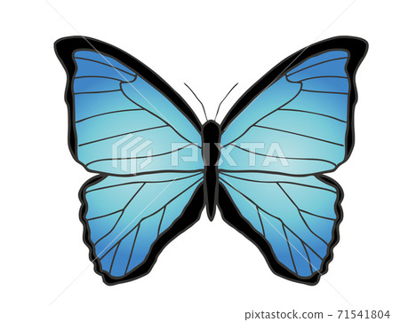 Morpho butterfly Morpho butterfly 71541804