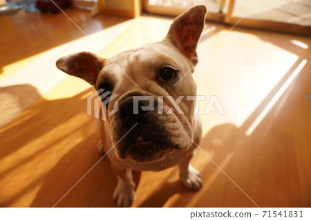 英國鬥牛犬室內生活寫真1 71541831