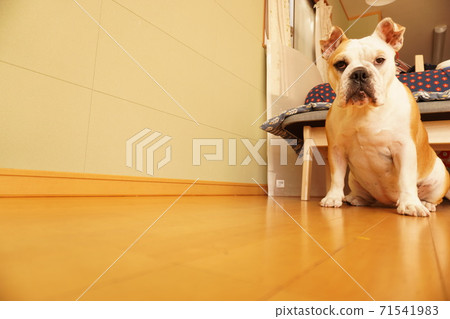 English Bulldog Indoor Living Photo 32 English Bulldog Indoor Living Photo 32 71541983