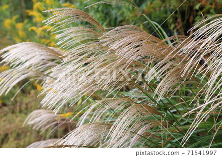 芒草 71541997