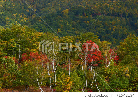 Nagano Prefecture Norikura Kogen Autumn Leaves 71542154