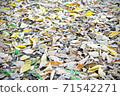 Fallen leaves 71542271