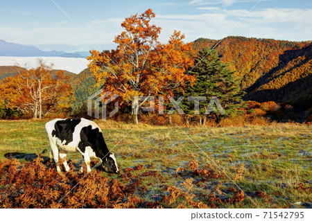 山田農場周邊的紅葉和牛 71542795