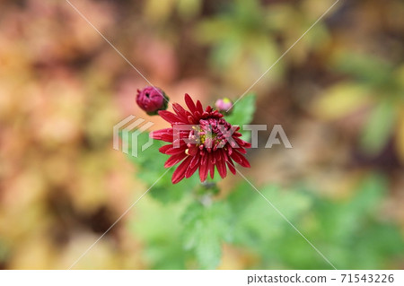 菊花 菊花 71543226