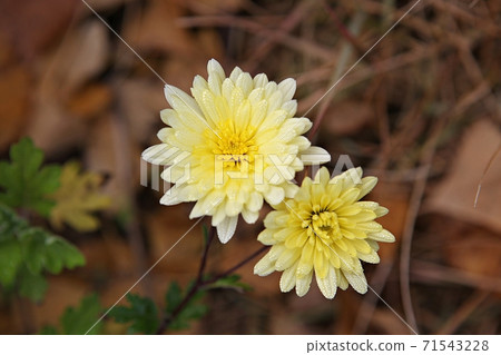 菊花 菊花 71543228
