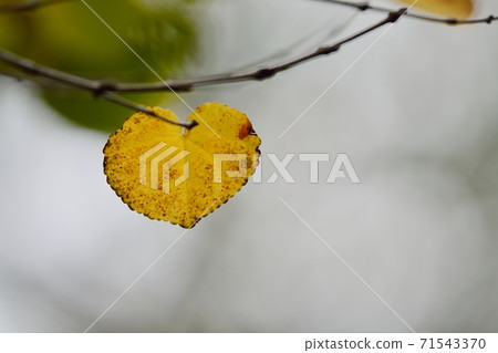 Yellow leaves of wigs Yellow leaves of wigs 71543370