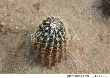 Cactus 71543387