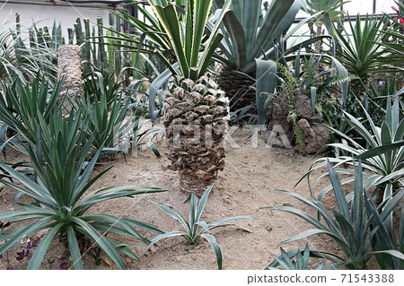 Cactus Cactus 71543388