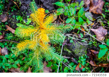 A young sapling of spruce grows in the ground. Sapling spruce planted by man. Forest management. Spruce painted against pests A young sapling of spruce grows in the ground. Sapling spruce planted by man. Forest management. Spruce painted against pests 71543559