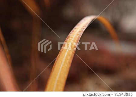 草葉 草葉 71543885