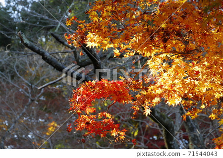 Autumn leaves Autumn leaves 71544043