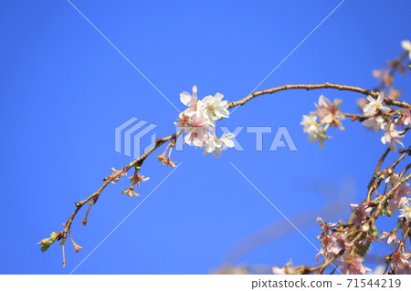 Blue sky and October cherry blossoms Blue sky and October cherry blossoms 71544219