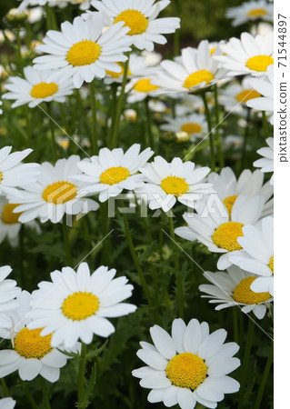 Spring Flower Field 71544897