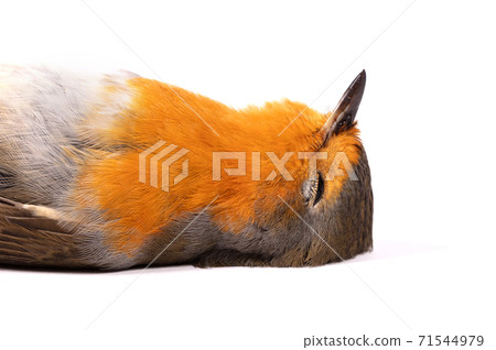 Dead robin red breast bird Dead robin red breast bird 71544979