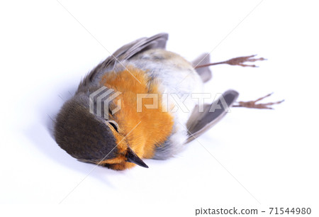 Dead robin red breast bird Dead robin red breast bird 71544980