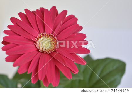 雛菊 71544999
