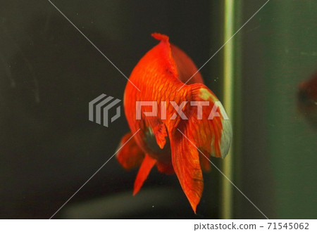 Close-up of a goldfish fin swimming in an aquarium 71545062