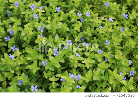 Water Bacopa Water Bacopa 71545556