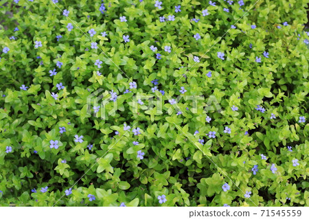 Water Bacopa 71545559