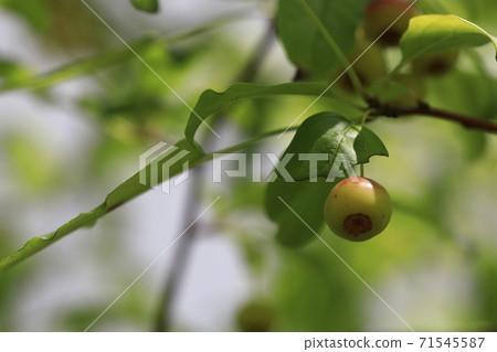 可以看到小蘋果樹果實的風景 71545587