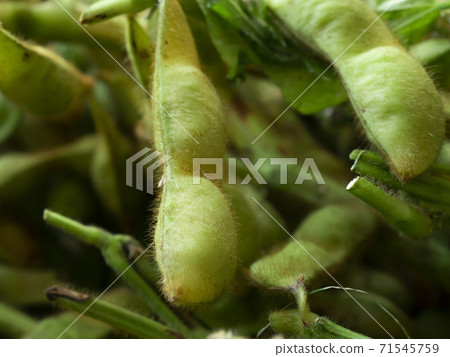 丹波筱山的黑牛豆 丹波筱山的黑牛豆 71545759