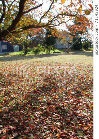 Image of autumn (park with nobody where fallen leaves are scattered) 71545924