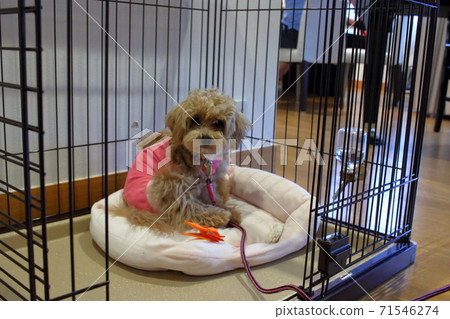 Cute Minature Poodle puppy in a small cage Cute Minature Poodle puppy in a small cage 71546274