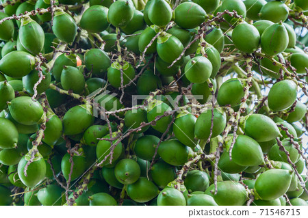 Areca catechu (Areca nut palm, Betel Nuts) All bunch into large clustered, hanging down. Areca catechu (Areca nut palm, Betel Nuts) All bunch into large clustered, hanging down. 71546715