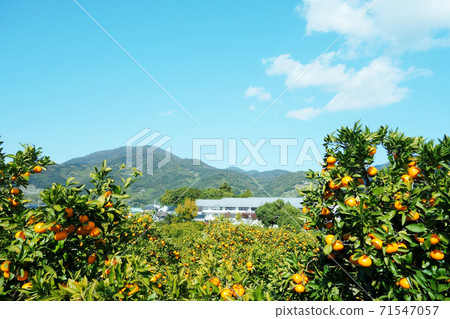 Mandarin oranges 71547057