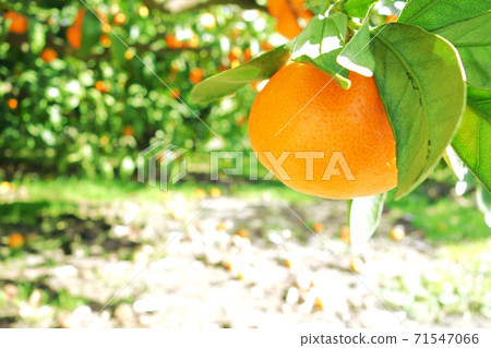 橘子 橘子 71547066