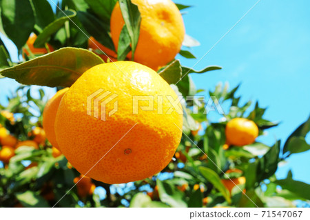Mandarin oranges Mandarin oranges 71547067