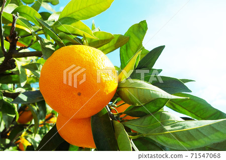 Mandarin oranges 71547068