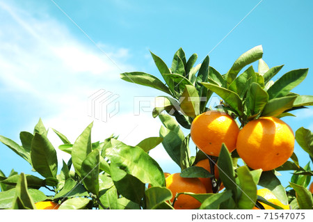 Mandarin oranges 71547075
