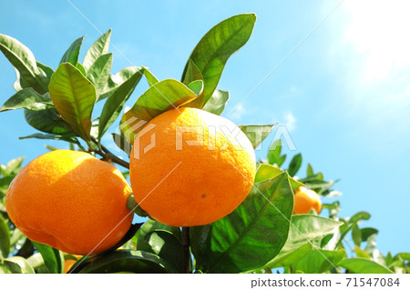 Mandarin oranges Mandarin oranges 71547084