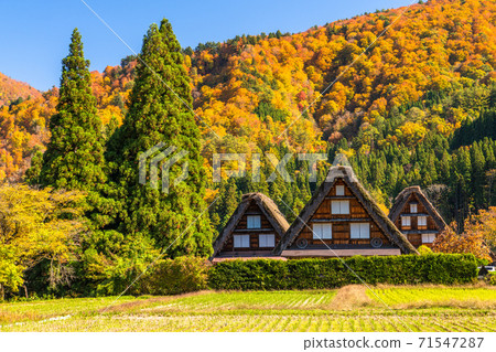 《Gifu Prefecture》 Autumn Shirakawa-go, autumn leaves gassho-zukuri village 71547287