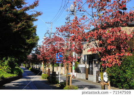 十月世田谷區451玉川二子的花樹樹的象徵樹的秋葉 十月世田谷區451玉川二子的花樹樹的象徵樹的秋葉 71547509