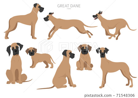 Great dane dogs in different poses. Adult and great dane puppy set 71548306
