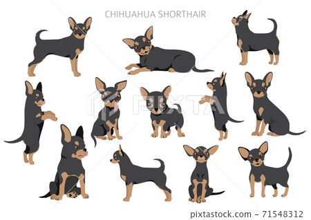 Chihuahua dogs in different poses. Adult and puppy set Chihuahua dogs in different poses. Adult and puppy set 71548312
