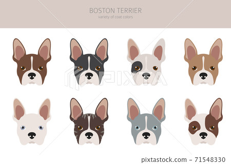 Boston store terrier coat