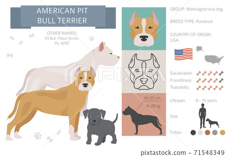 American pit bull terrier dogs set. Color varieties, different poses. Dogs infographic collection 71548349