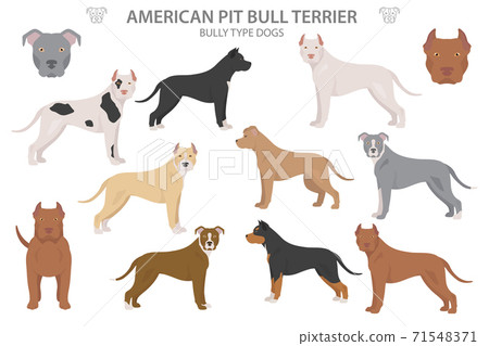 Pitbull 2024 coat types