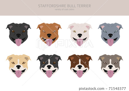 can a american staffordshire terrier live in malta