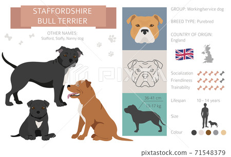 can a staffordshire bull terrier live in malta