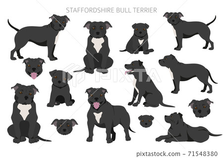 Staffordshire bull terrier in different poses. Staffy characters set 71548380