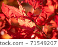 Close-up of the bright red maple of Mt. Takao 71549207
