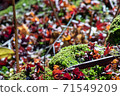 Moss and autumn leaves 71549209