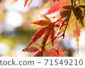 Close-up of Momiji 71549210