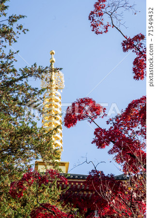 高hat不動五層寶塔的紅楓和金輪秋葉 照片素材 圖片 圖庫