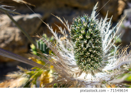 alpine sea holly, Eryngium alpinum, in Savoie, France alpine sea holly, Eryngium alpinum, in Savoie, France 71549634
