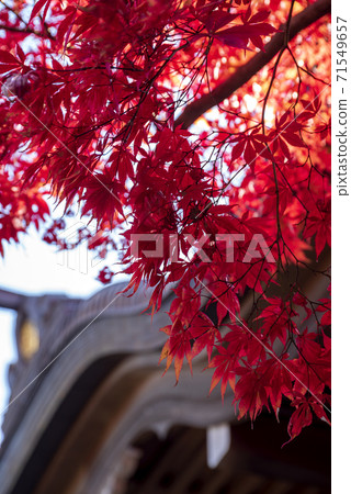 Autumn leaves in full bloom of maples in front of Takahata Fudo Daishido Autumn leaves in full bloom of maples in front of Takahata Fudo Daishido 71549657
